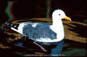 sea gull